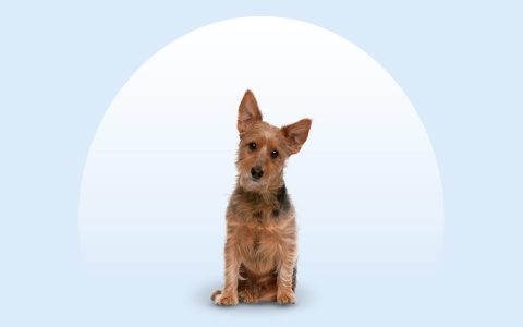 What does the stopwatch animal well really show us? Understand how this tool helps ensure your pet is happy and healthy.