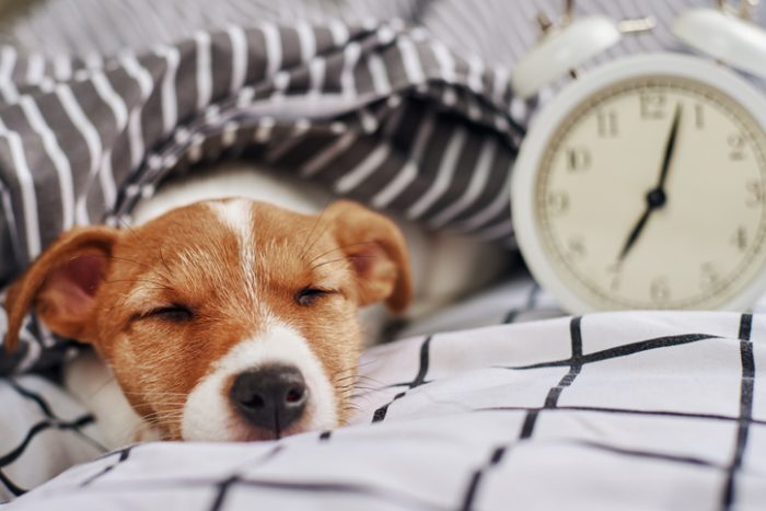 What does the stopwatch animal well really show us? Understand how this tool helps ensure your pet is happy and healthy.